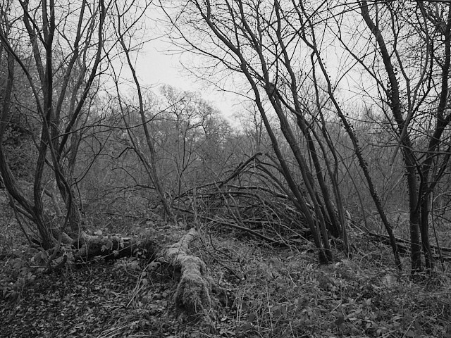 burrow woods